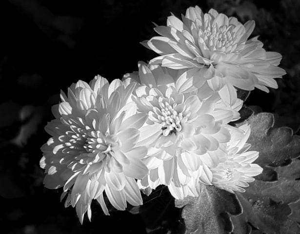 Don’t send white chrysanthemum as gift 