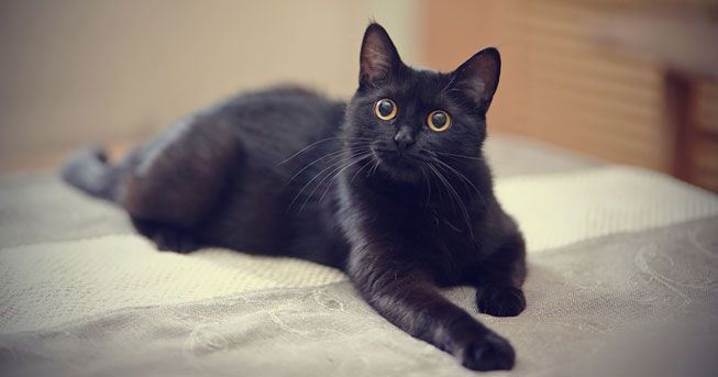 Voir un chat noir signifie malchanceux